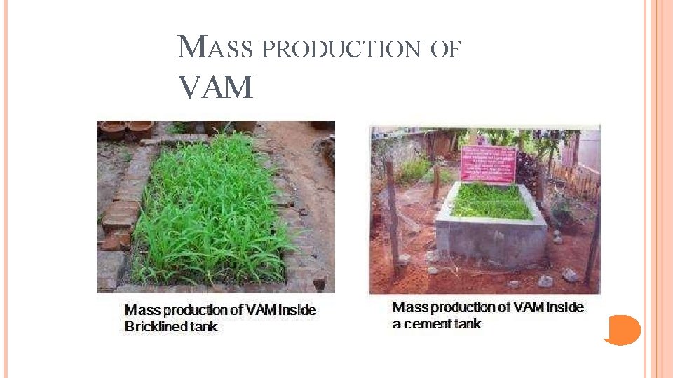 MASS PRODUCTION OF VAM 