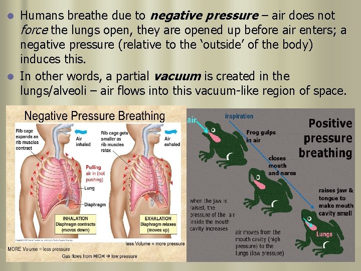Humans breathe due to negative pressure – air does not force the lungs open,