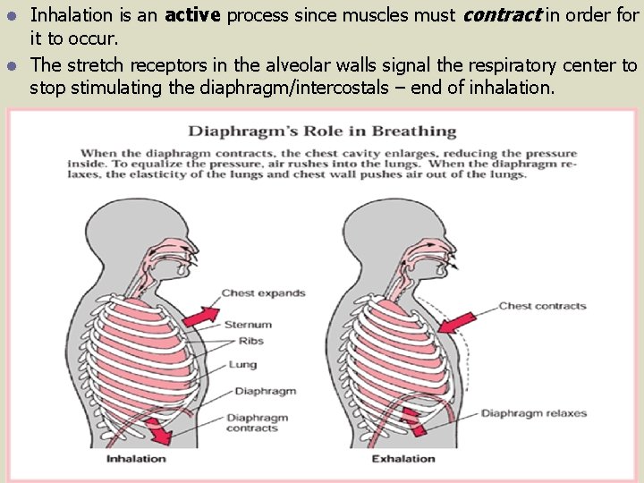 Inhalation is an active process since muscles must contract in order for it to