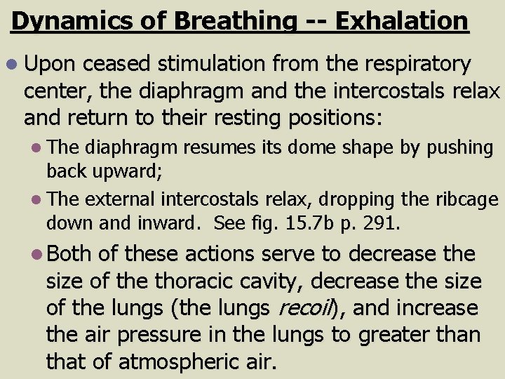 Dynamics of Breathing -- Exhalation l Upon ceased stimulation from the respiratory center, the