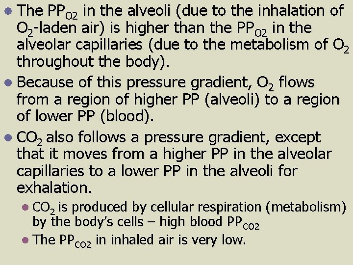 l The PPO 2 in the alveoli (due to the inhalation of O 2