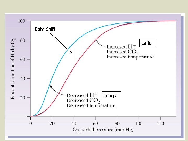 Bohr Shift! Cells Lungs 