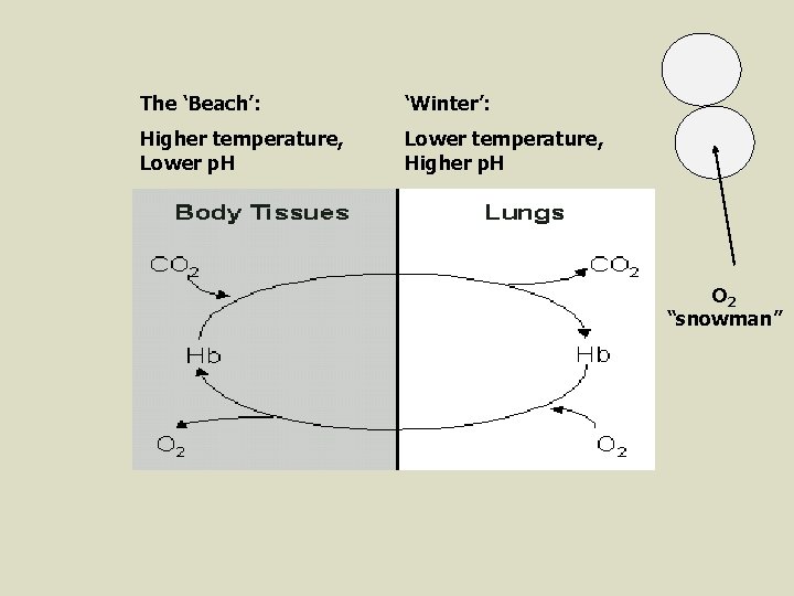 The ‘Beach’: ‘Winter’: Higher temperature, Lower p. H Lower temperature, Higher p. H O