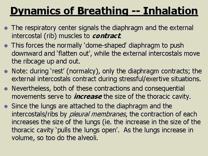 Dynamics of Breathing -- Inhalation l l l The respiratory center signals the diaphragm