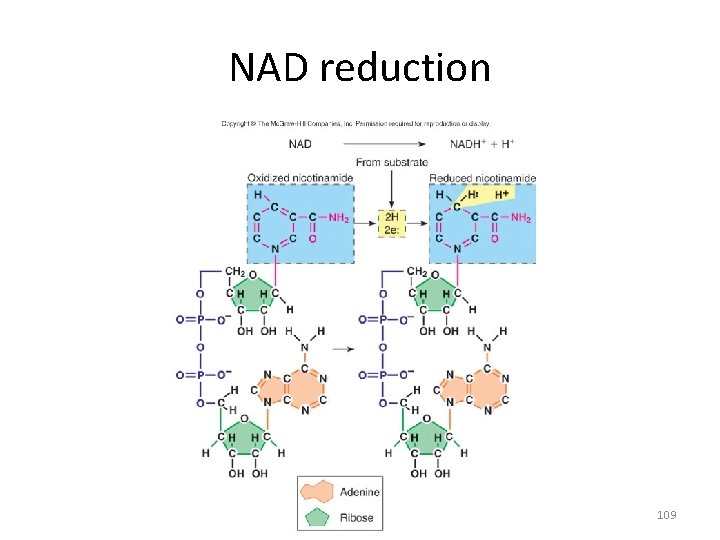 NAD reduction 109 