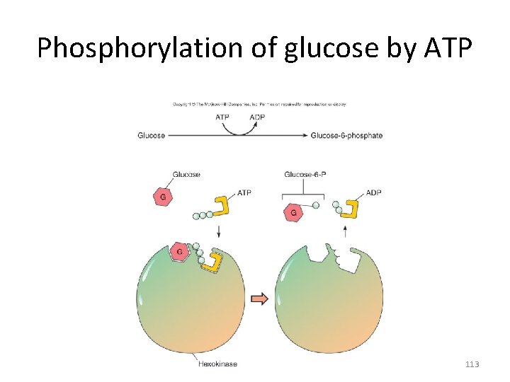 Phosphorylation of glucose by ATP 113 