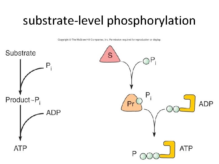 substrate-level phosphorylation 115 