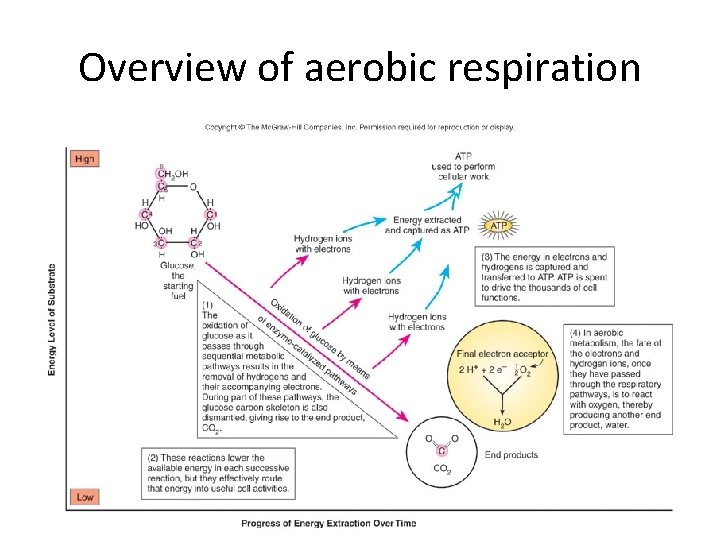 Overview of aerobic respiration 118 