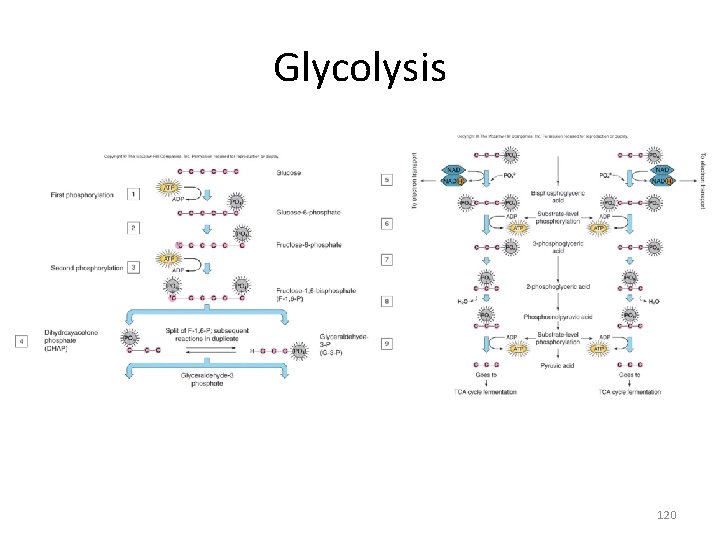 Glycolysis 120 