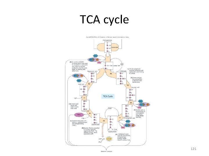 TCA cycle 121 