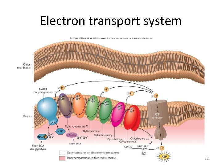 Electron transport system 122 