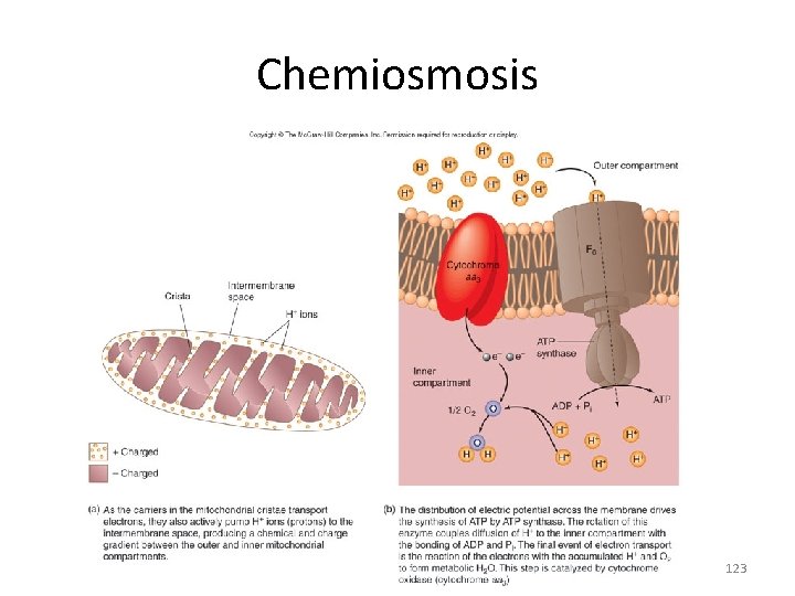 Chemiosmosis 123 