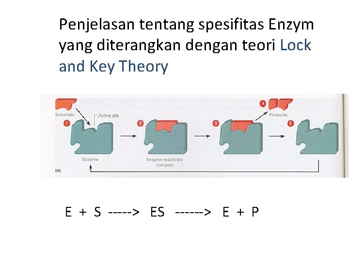 Penjelasan tentang spesifitas Enzym yang diterangkan dengan teori Lock and Key Theory E +