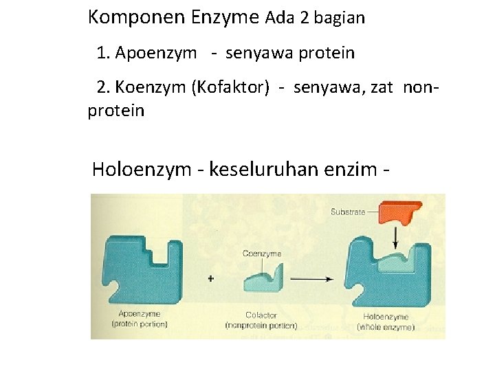 Komponen Enzyme Ada 2 bagian 1. Apoenzym - senyawa protein 2. Koenzym (Kofaktor) -