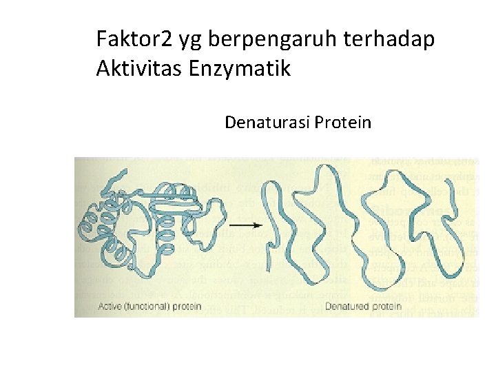 Faktor 2 yg berpengaruh terhadap Aktivitas Enzymatik Denaturasi Protein 
