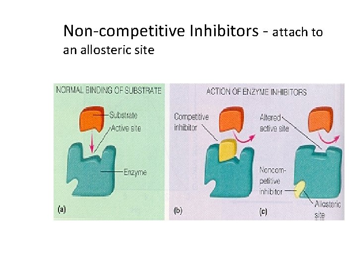 Non-competitive Inhibitors - attach to an allosteric site 