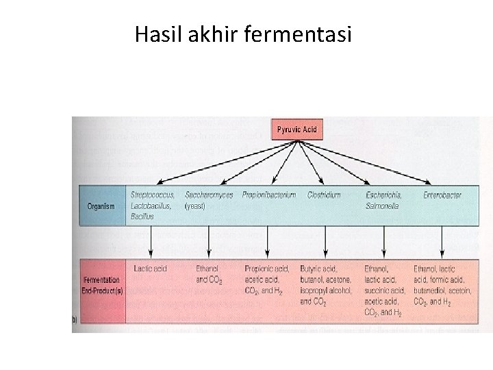 Hasil akhir fermentasi 