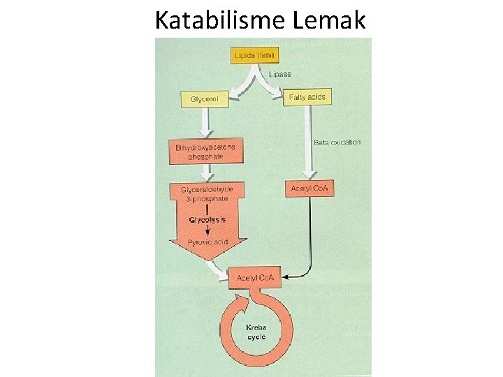 Katabilisme Lemak 