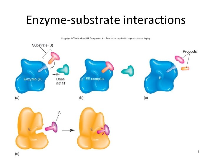 Enzyme-substrate interactions 95 