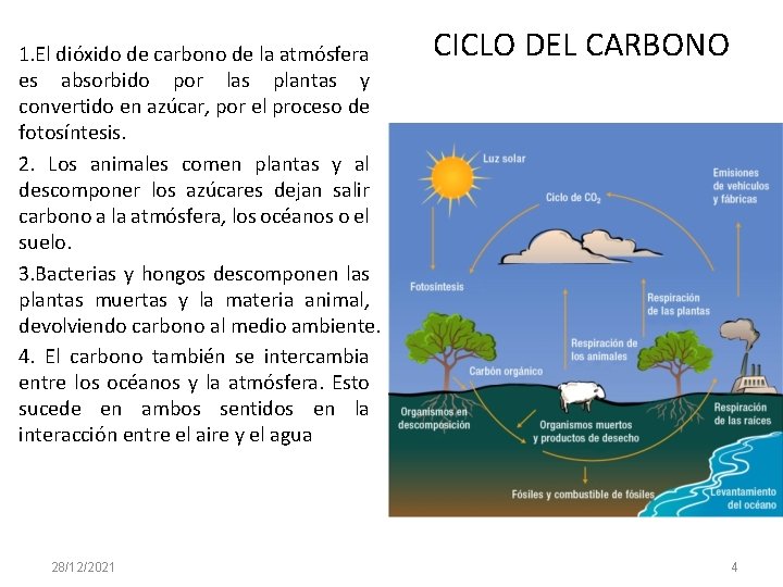 1. El dióxido de carbono de la atmósfera es absorbido por las plantas y