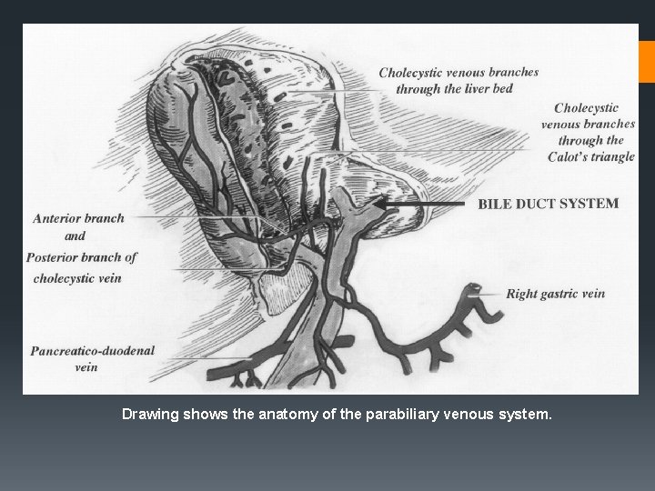 Drawing shows the anatomy of the parabiliary venous system. 