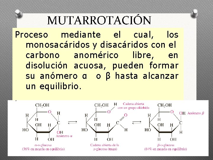 MUTARROTACIÓN Proceso mediante el cual, los monosacáridos y disacáridos con el carbono anomérico libre,