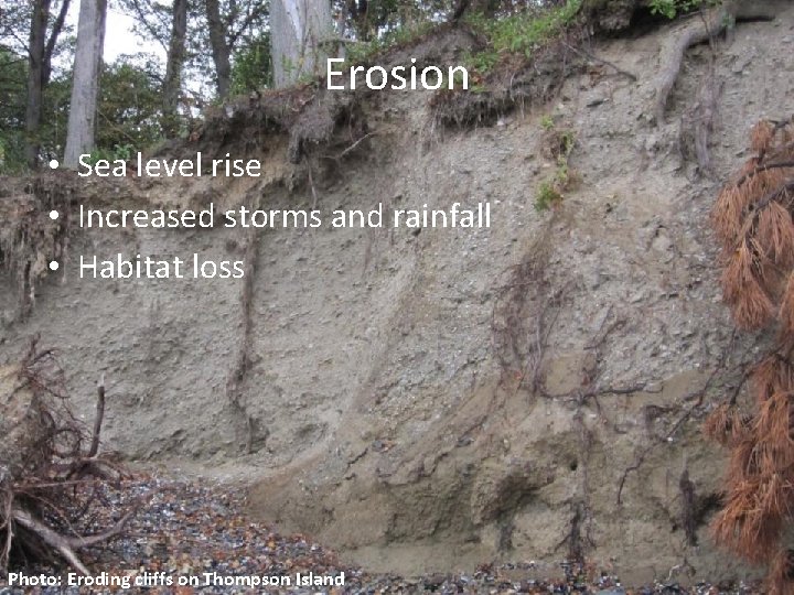 Erosion • Sea level rise • Increased storms and rainfall • Habitat loss Photo: