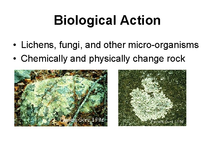 Biological Action • Lichens, fungi, and other micro-organisms • Chemically and physically change rock