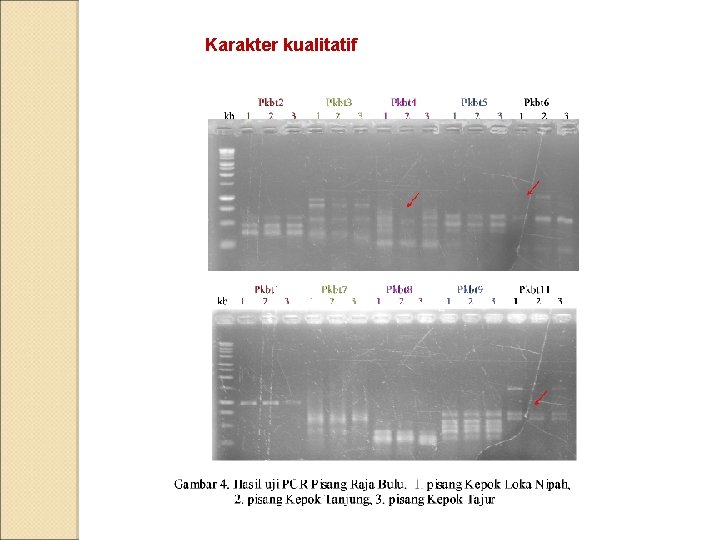 Karakter kualitatif 