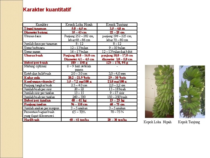 Karakter kuantitatif Karakter Tinggi tanaman Diameter batang Ukuran daun Jumlah daun per tanaman Umur