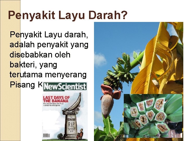 Penyakit Layu Darah? Penyakit Layu darah, adalah penyakit yang disebabkan oleh bakteri, yang terutama