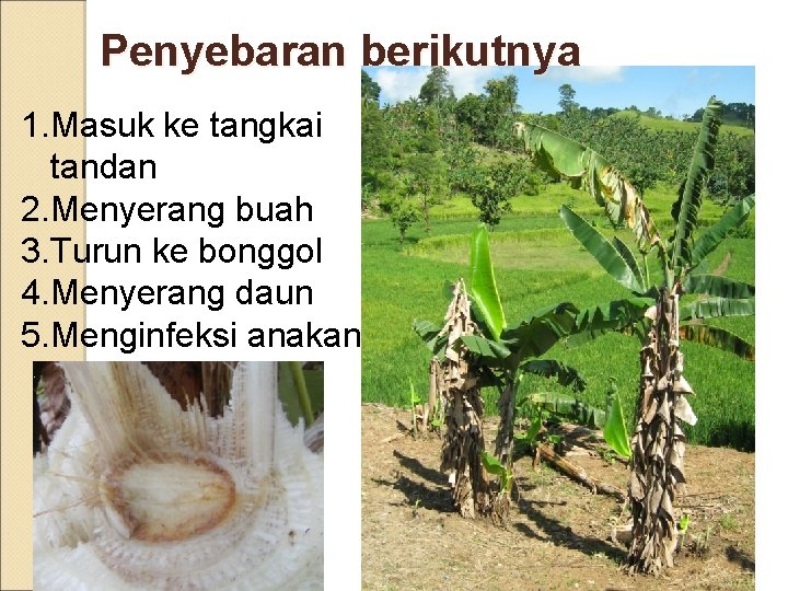 Penyebaran berikutnya 1. Masuk ke tangkai tandan 2. Menyerang buah 3. Turun ke bonggol