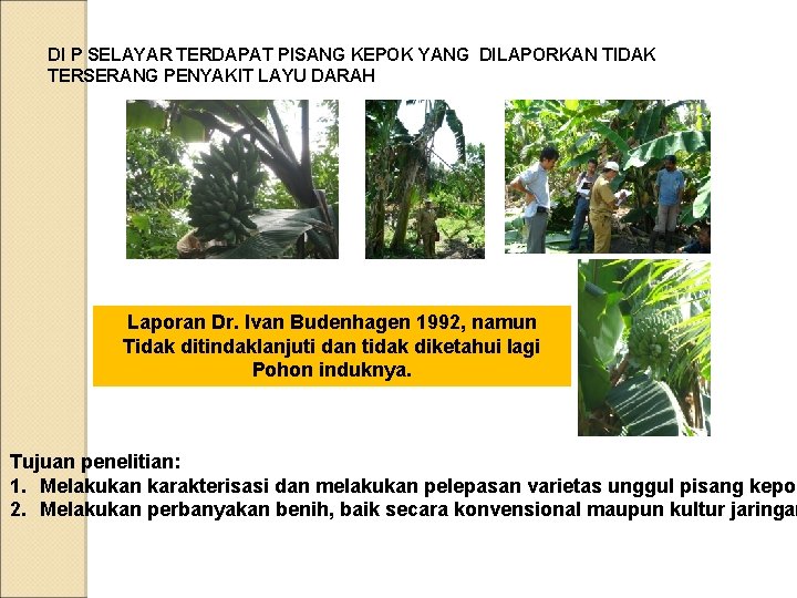 DI P SELAYAR TERDAPAT PISANG KEPOK YANG DILAPORKAN TIDAK TERSERANG PENYAKIT LAYU DARAH Laporan