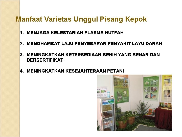 Manfaat Varietas Unggul Pisang Kepok 1. MENJAGA KELESTARIAN PLASMA NUTFAH 2. MENGHAMBAT LAJU PENYEBARAN