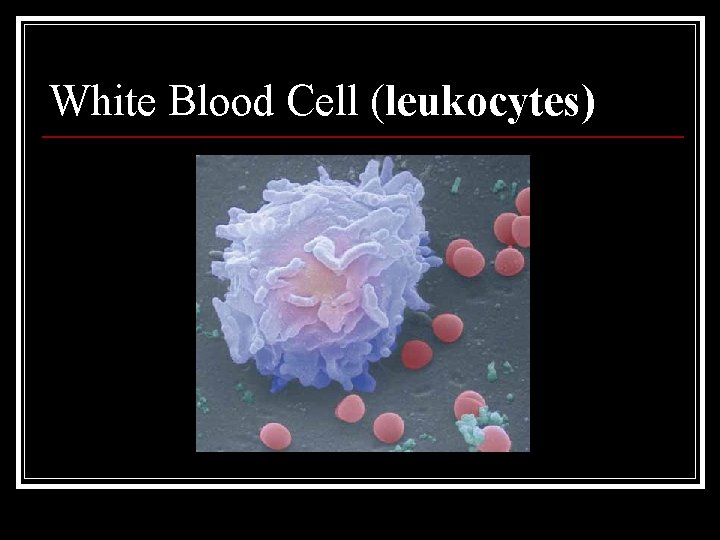 White Blood Cell (leukocytes) 