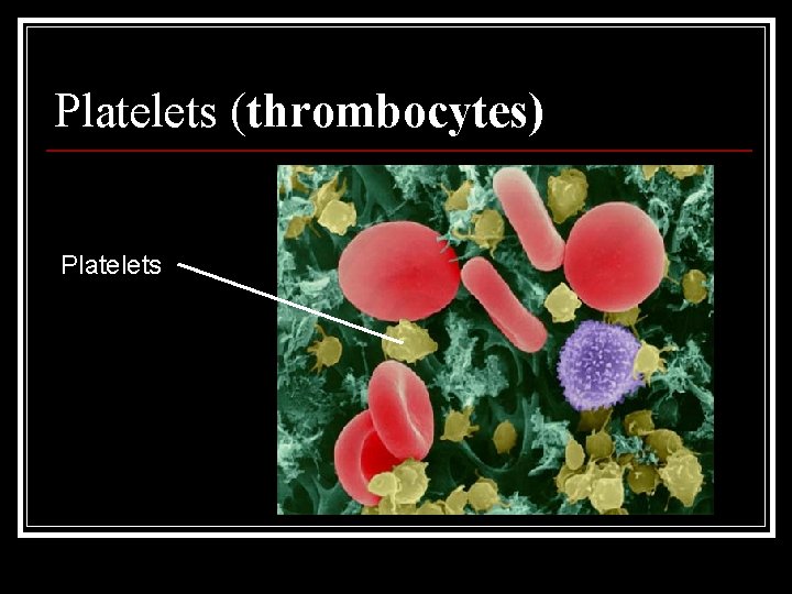 Platelets (thrombocytes) Platelets 