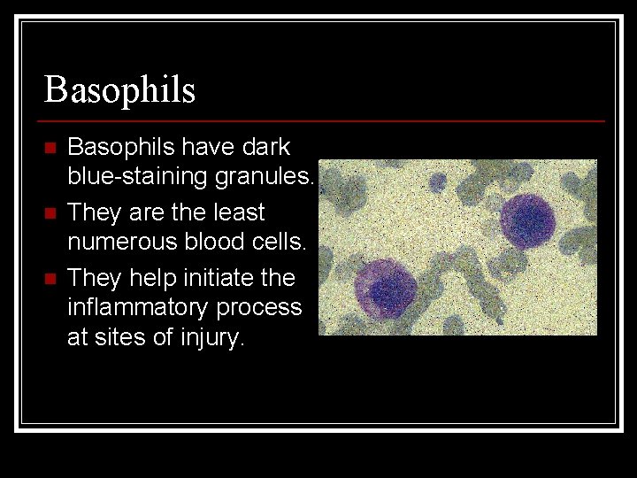 Basophils n n n Basophils have dark blue-staining granules. They are the least numerous