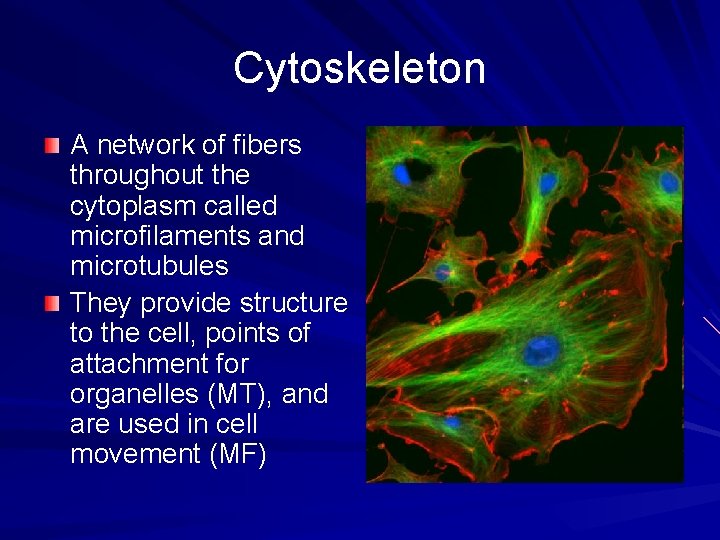 Cytoskeleton A network of fibers throughout the cytoplasm called microfilaments and microtubules They provide