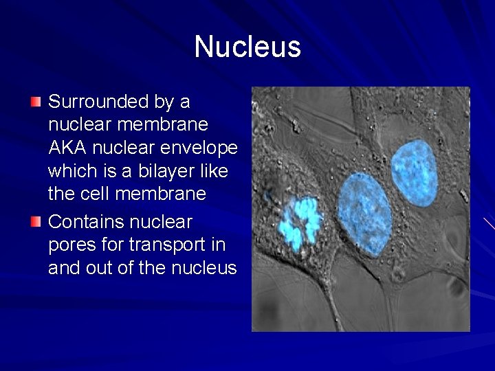 Nucleus Surrounded by a nuclear membrane AKA nuclear envelope which is a bilayer like