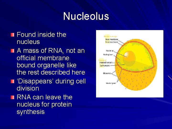 Nucleolus Found inside the nucleus A mass of RNA, not an official membrane bound