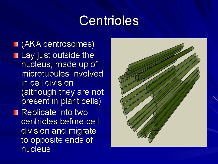 Centrioles (AKA centrosomes) Lay just outside the nucleus, made up of microtubules Involved in