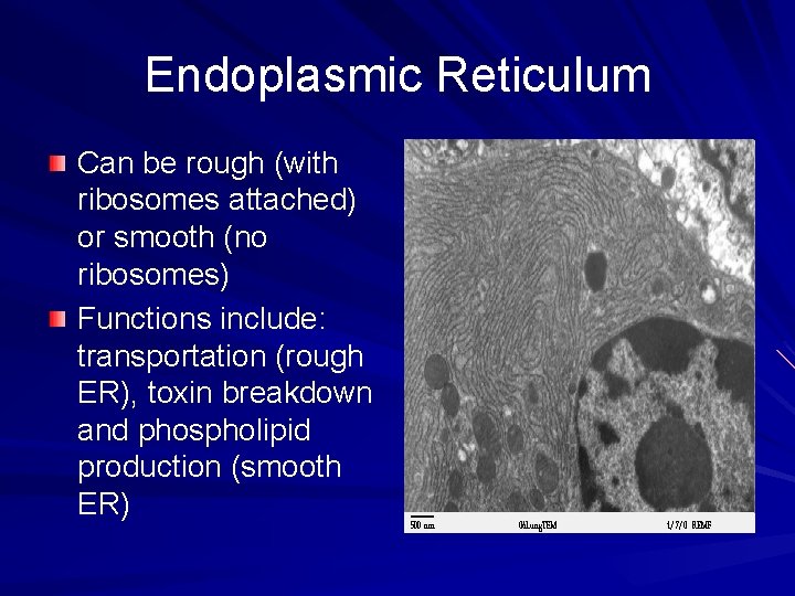 Endoplasmic Reticulum Can be rough (with ribosomes attached) or smooth (no ribosomes) Functions include: