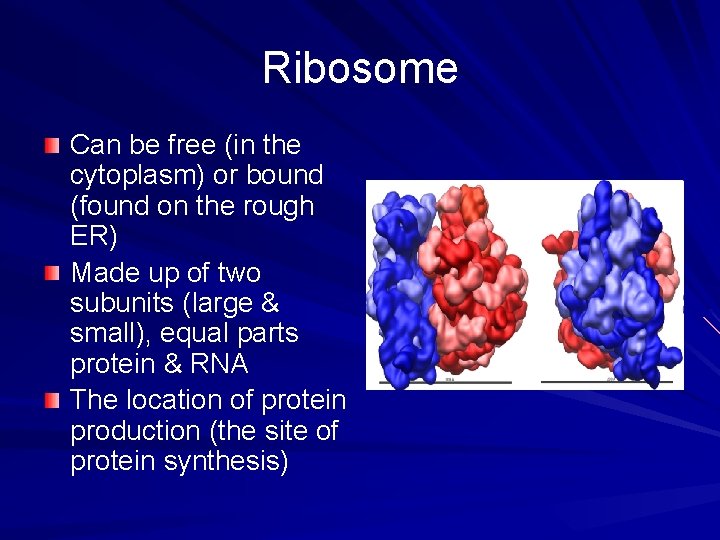 Ribosome Can be free (in the cytoplasm) or bound (found on the rough ER)