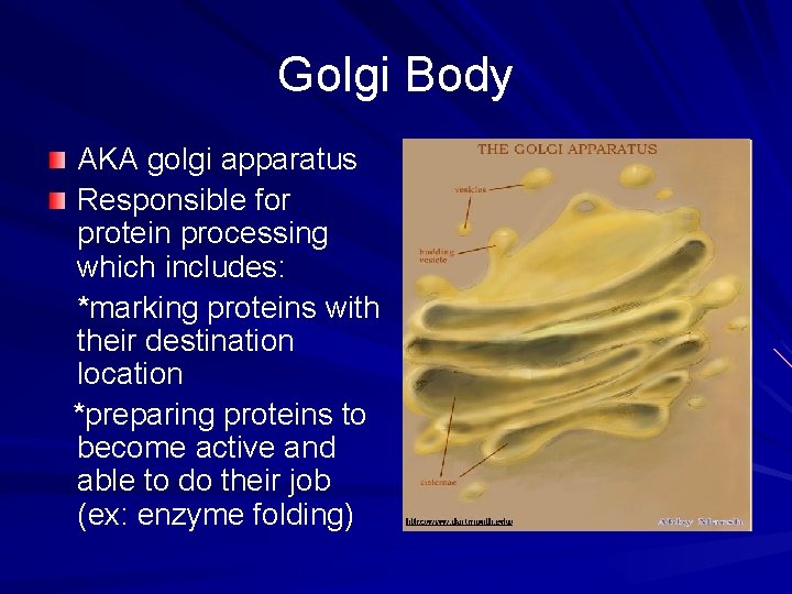 Golgi Body AKA golgi apparatus Responsible for protein processing which includes: *marking proteins with