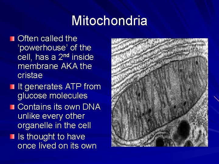 Mitochondria Often called the ‘powerhouse’ of the cell, has a 2 nd inside membrane