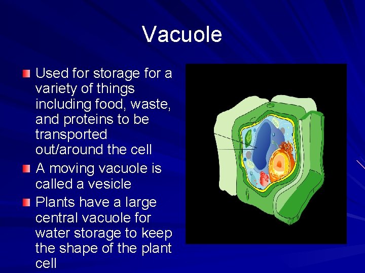 Vacuole Used for storage for a variety of things including food, waste, and proteins