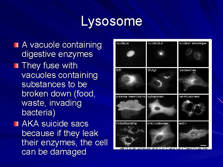 Lysosome A vacuole containing digestive enzymes They fuse with vacuoles containing substances to be