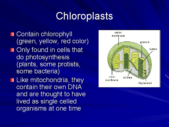 Chloroplasts Contain chlorophyll (green, yellow, red color) Only found in cells that do photosynthesis