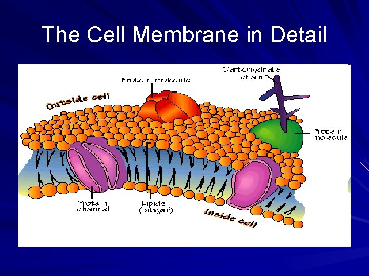 The Cell Membrane in Detail 