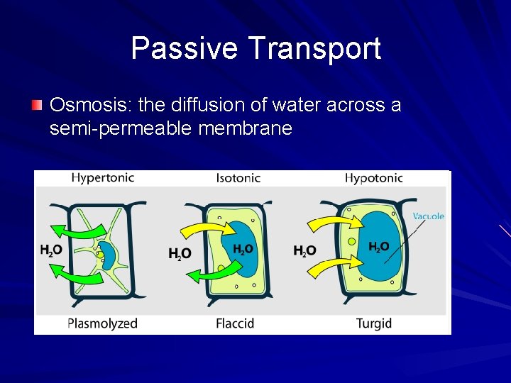 Passive Transport Osmosis: the diffusion of water across a semi-permeable membrane 